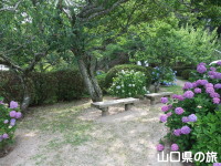 吉香公園の紫陽花