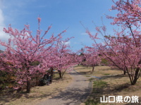 上関城山歴史公園の河津桜