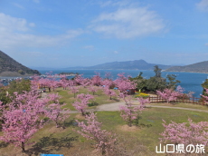 上関城山歴史公園の河津桜