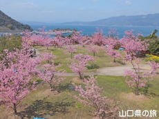 上関城山歴史公園の河津桜