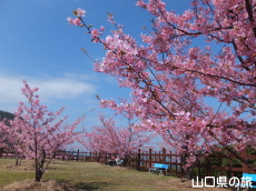 旅相棒と花見