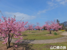 上関城山歴史公園の河津桜