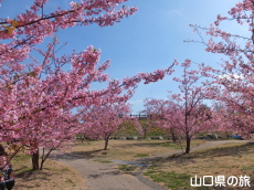 上関城山歴史公園の河津桜