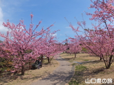 上関城山歴史公園の河津桜