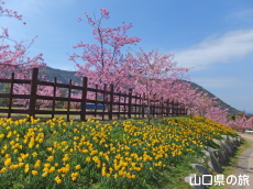 上関城山歴史公園のラッパ水仙