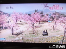 上関城山歴史公園の河津桜