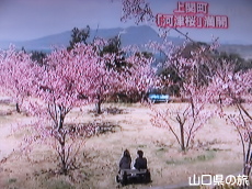 テレビに映ったよ