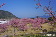 上関城山歴史公園の河津桜