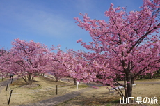 上関城山歴史公園の河津桜