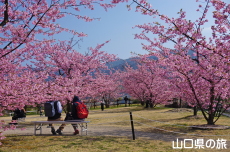 上関城山歴史公園の河津桜