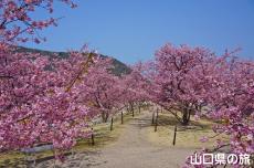上関城山歴史公園の河津桜