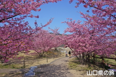 上関城山歴史公園の河津桜