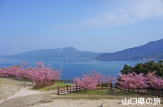 上関城山歴史公園の河津桜