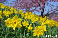 上関城山歴史公園のラッパスイセン
