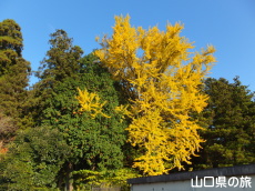 �����ʂ�̍g�t