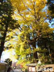 �����ʂ�̃C�`���E