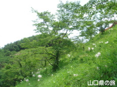 �Ζʂɍ炭�T�T����