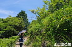 �T�T�����𒭂߂闷���_