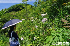 �T�T�����𒭂߂闷���_