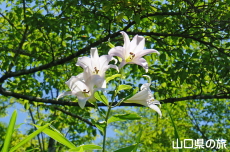 �V�_�R�����̃T�T����