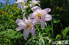 �V�_�R�����̃T�T����