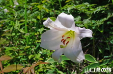 �V�_�R�����̃T�T����