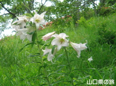 �V�_�R�����̃T�T����