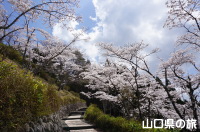 天神山公園の桜