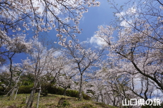 �V�_�R�����̍�