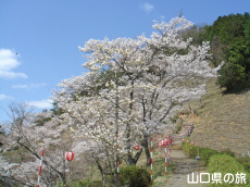 �V�_�R�����̍�