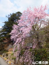 清流通りの枝垂桜