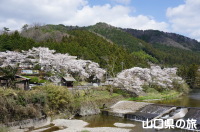 石船温泉の桜