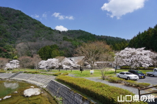 �����炬�p�[�N�̎Ő��L��