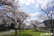 �����炬�p�[�N�̎Ő��L��