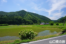 ���_�Ђ��猩�鎭��a��