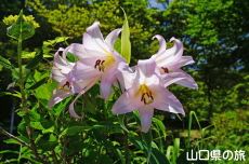 ����R�Βn�����̃T�T����