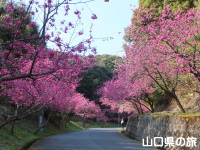 歌野川ダムの緋寒桜