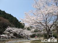 歌野川ダムの千本桜