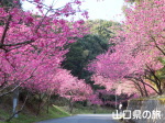 歌野川ダムの千本桜
