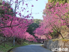 �̖��_���̊����