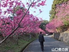 �̖��_���̊����