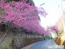 �̖��_���̊����