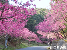 �̖��_���̊����