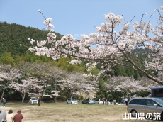 �̖��_���̐�{��