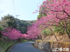 �̖��_���̊����