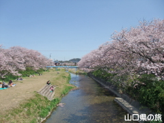 切戸川河川公園の桜
