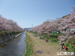 切戸川河川公園の桜
