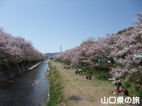 切戸川河川公園の桜