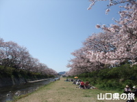 切戸川河川公園の桜