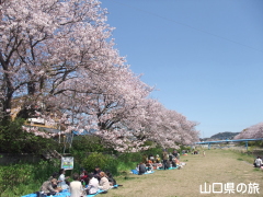 切戸川河川公園の桜